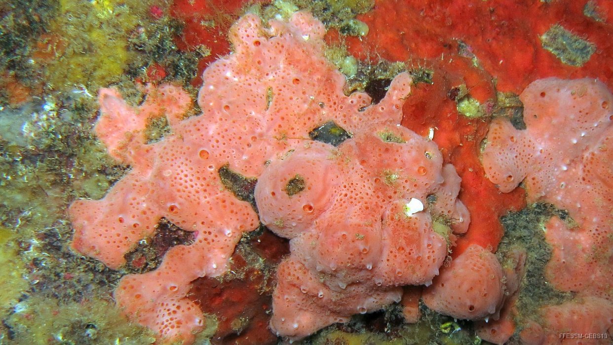 130 Crellie elegante (Crella elegans).jpg - Crellie élégante (Crella elegans)